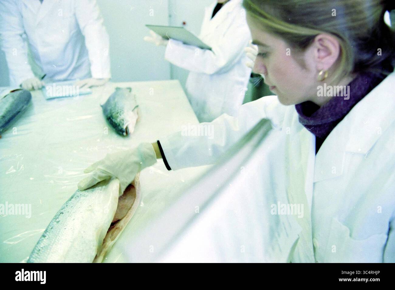 Fish Inspection, RIVO, IJmuiden [Istituto nazionale per la ricerca sulla pesca], IJmuiden, Paesi Bassi, 27-02-2000 Whizgle News, Dutch Desk, i Paesi Bassi, 1950-2000 Uno scienziato in un camice da laboratorio esamina attentamente un pesce appena pescato, indossando guanti e concentrandosi sul suo compito. I colleghi sullo sfondo sembrano prendere appunti o osservare il processo. Foto Stock