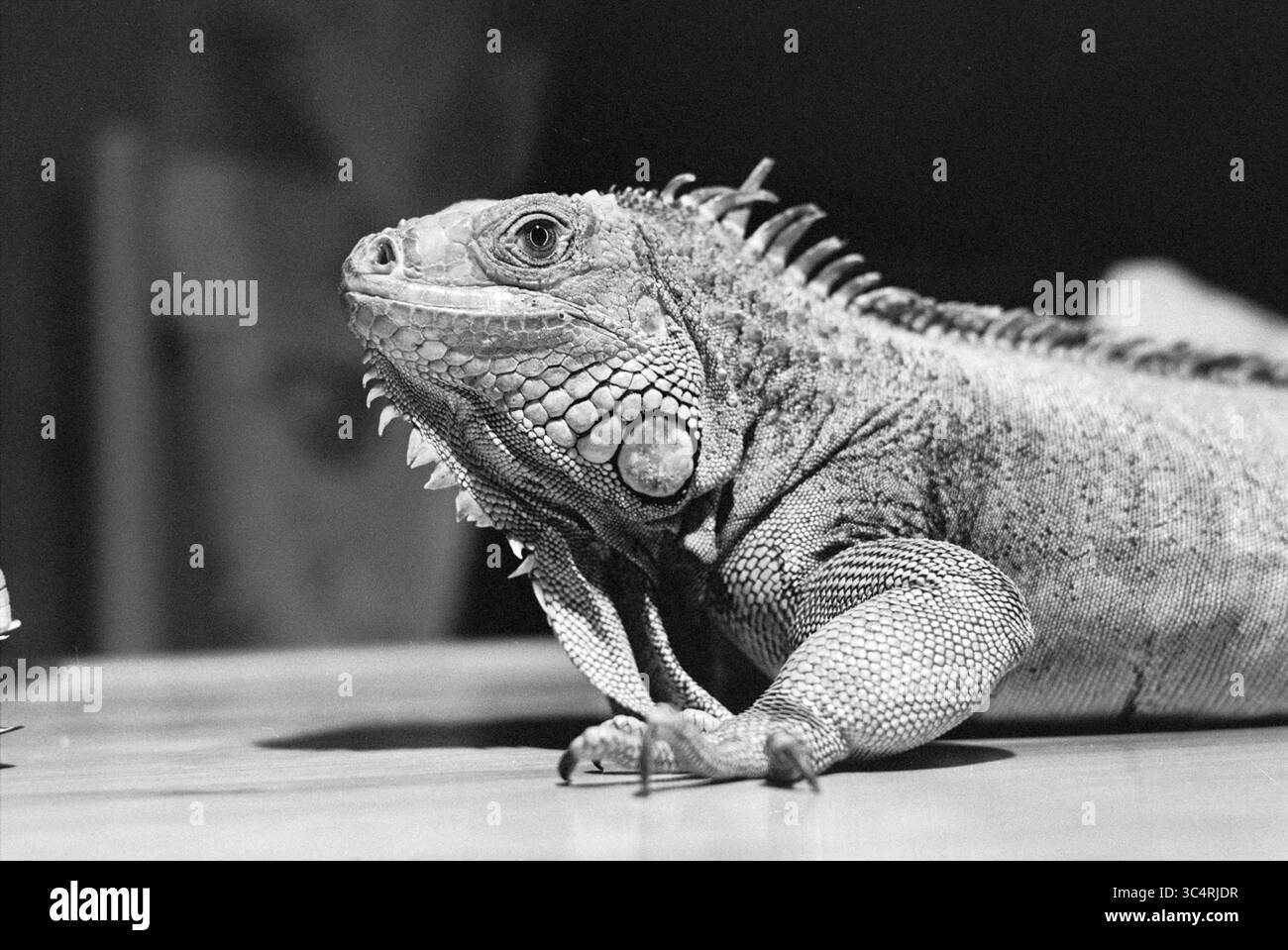 Booma + iguana, 27-09-1993 Whizgle News, Dutch Desk, The Netherlands, 1950-2000 Una vista ravvicinata di una lucertola, che mostra la sua pelle ruvida, le spine prominenti lungo la schiena e una testa distintiva con grandi occhi espressivi. La creatura appare calma e vigile, con il suo corpo parzialmente esteso mentre esplora i suoi dintorni. Foto Stock