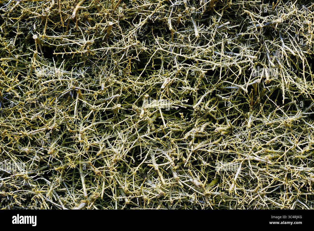 Una foto ravvicinata di ramoscelli secchi intrecciati che formano una complessa struttura organica sul pavimento della foresta Foto Stock