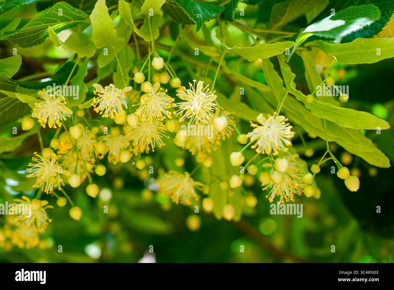 Vista macro dei fiori di tiglio in piena fioritura. Stami gialli e foglie verdi crogiolano sotto la luce del sole estivo in natura Foto Stock