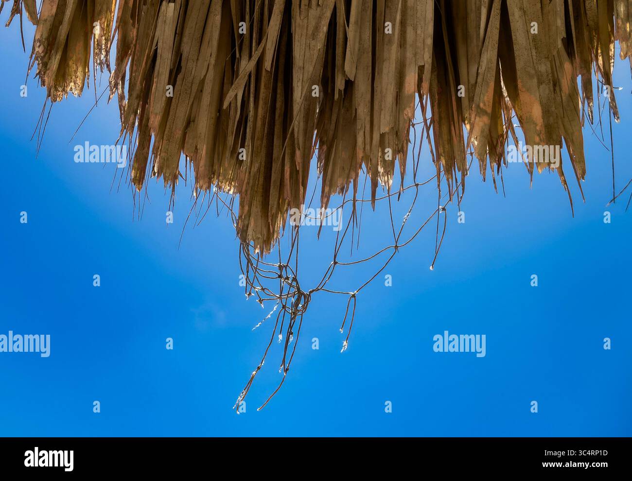 Ciuffe di fondali di palme appese a una Palapa su Aruba Foto Stock