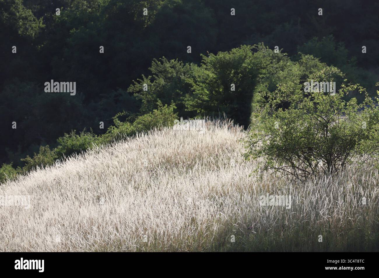 Le erbe riflettono la luce del mattino sulla Hillside Foto Stock