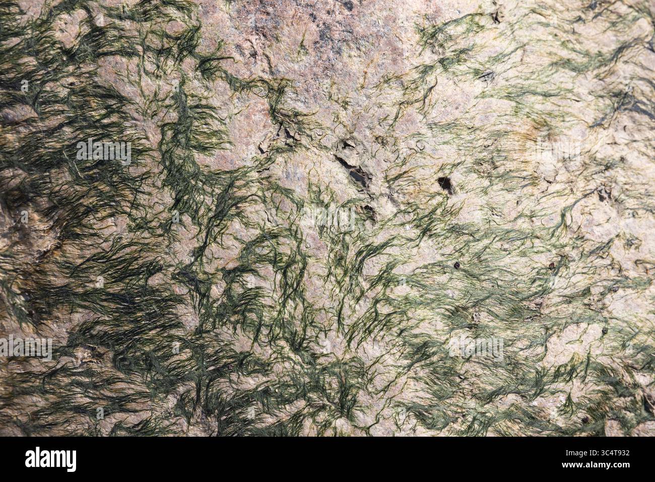 Uno sguardo dettagliato su una superficie rocciosa ricoperta da intricati motivi di alghe verdi asciutte, che mostrano bellezza naturale e texture organiche Foto Stock
