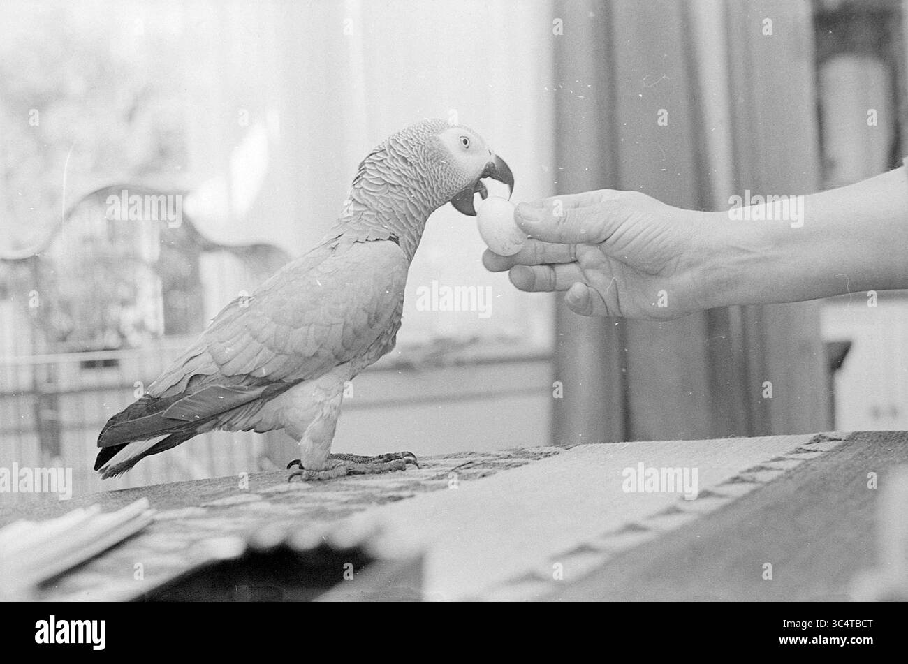 Pappagallo con uova, animali, 04-10-1971 Whizgle News, Dutch Desk, Paesi Bassi, 1950-2000 Una mano offre dolcemente una piccola delizia a un pappagallo curioso, che inclina la testa in anticipo. L'ambiente è accogliente, con una luce soffusa che filtra attraverso le tende vicine. Foto Stock