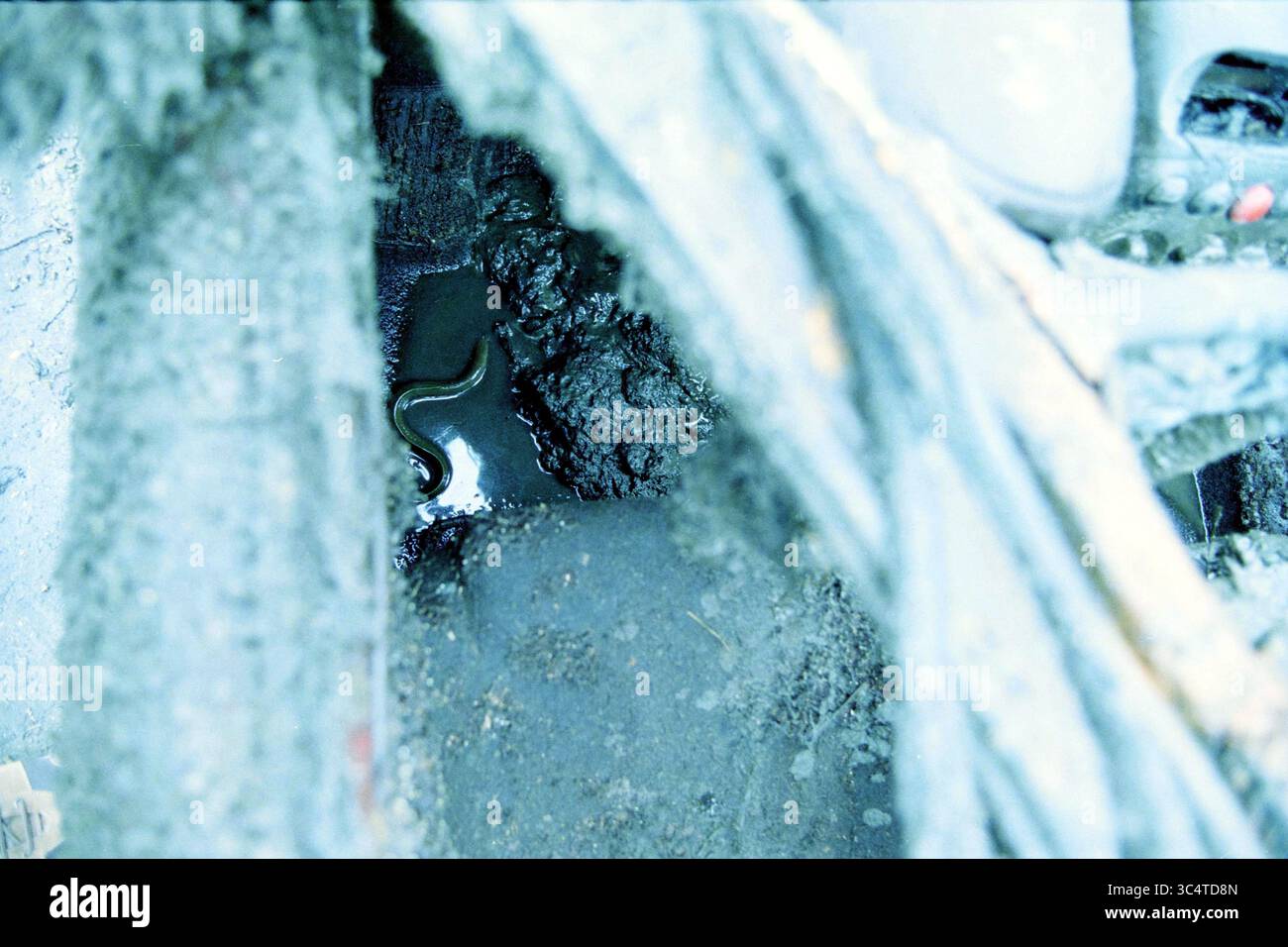 Nematode nel fango? Whizgle News, Dutch Desk, Paesi Bassi, 1950-2000 Una stretta fessura rivela acque torbide circondate da superfici scure e ruvide, che accennano al decadimento e all'abbandono. La scena cattura un'atmosfera di abbandono, con i resti di un ambiente industriale o naturale che si fondono nelle profondità ombrose. Foto Stock