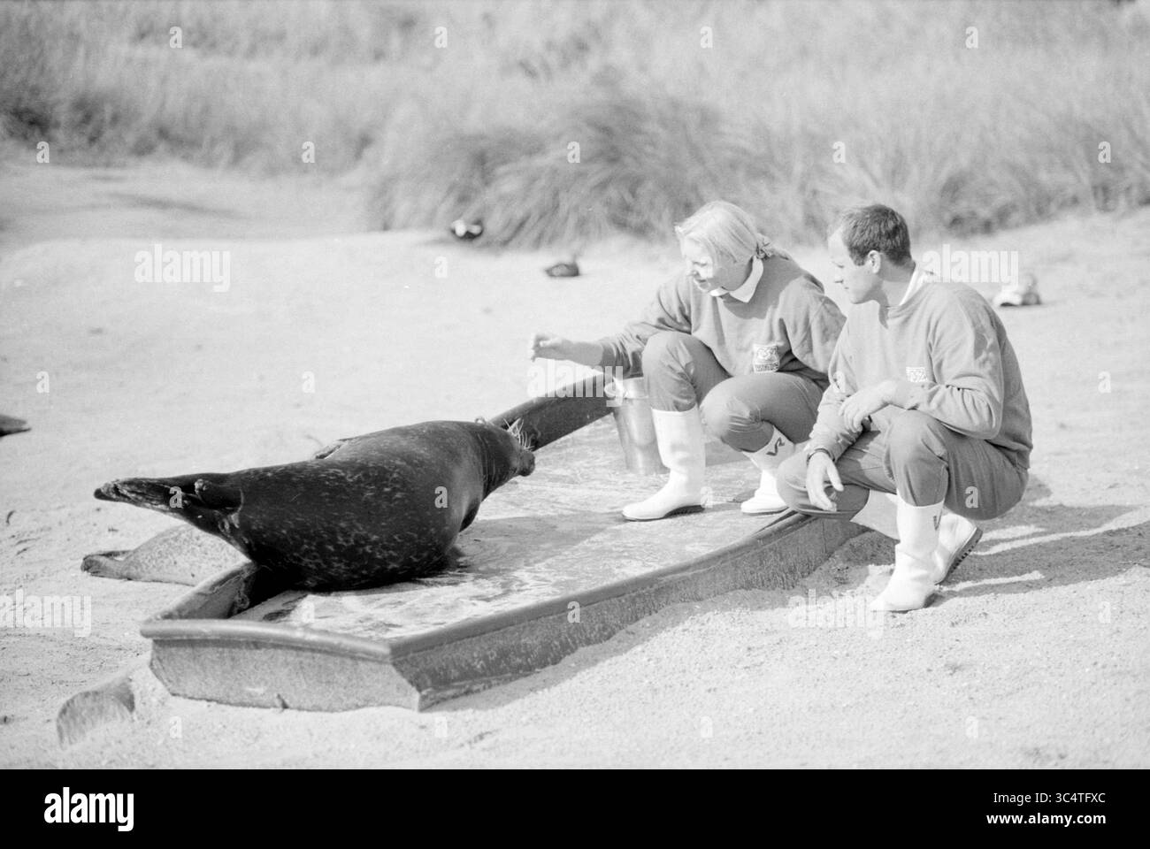Dream Wish Dolphinarium, 17-09-1995 Whizgle News, Dutch Desk, Paesi Bassi, 1950-2000 due persone interagiscono con una foca su un'area sabbiosa, impegnandosi in una sessione di formazione. Una persona che tiene in mano un contenitore sembra incoraggiare il sigillo, mentre l'altra si siede accanto a loro, osservando attentamente. Foto Stock