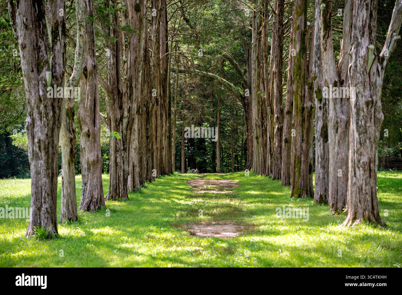 MASON NECK, Virginia - file di alberi di cedro costeggiano il sentiero per la sepoltura della famiglia Mason sul terreno di Gunston Hall, la storica dimora di George Mason IV (1725-1792). La villa in stile georgiano, costruita tra il 1755 e il 1759, presenta un sofisticato design degli interni con chinoiserie ed elementi palladiani creati dall'architetto inglese William Buckland. Mason è autore della dichiarazione dei diritti della Virginia che ha influenzato la carta dei diritti degli Stati Uniti d'America ed è stato uno dei soli tre delegati che si sono rifiutati di firmare la Costituzione a causa della sua mancanza di protezione dei diritti individuali. Ora operava come un Foto Stock