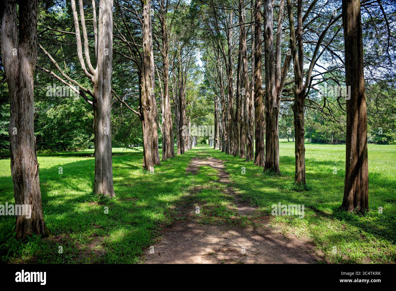 MASON NECK, Virginia - file di alberi di cedro costeggiano il sentiero per la sepoltura della famiglia Mason sul terreno di Gunston Hall, la storica dimora di George Mason IV (1725-1792). La villa in stile georgiano, costruita tra il 1755 e il 1759, presenta un sofisticato design degli interni con chinoiserie ed elementi palladiani creati dall'architetto inglese William Buckland. Mason è autore della dichiarazione dei diritti della Virginia che ha influenzato la carta dei diritti degli Stati Uniti d'America ed è stato uno dei soli tre delegati che si sono rifiutati di firmare la Costituzione a causa della sua mancanza di protezione dei diritti individuali. Ora operava come un Foto Stock