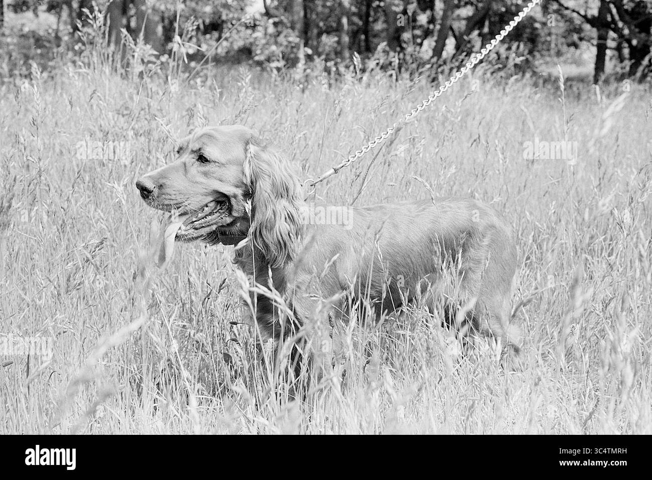 Cocker spaniel dog al guinzaglio, 00-00-1978 Whizgle News, Dutch Desk, Paesi Bassi, 1950-2000 Un cane dai capelli dorati si trova in un campo di erba alta, il guinzaglio che drappa delicatamente dal collare. L'ambiente appare sereno, con alberi visibili sullo sfondo. Foto Stock