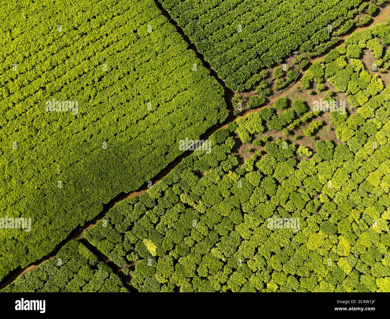 Vista aerea delle vivaci piante di tè verde che si estendono attraverso campi a fantasia, creando un affascinante arazzo di agricoltura, Nairobi, Kenya. Foto Stock