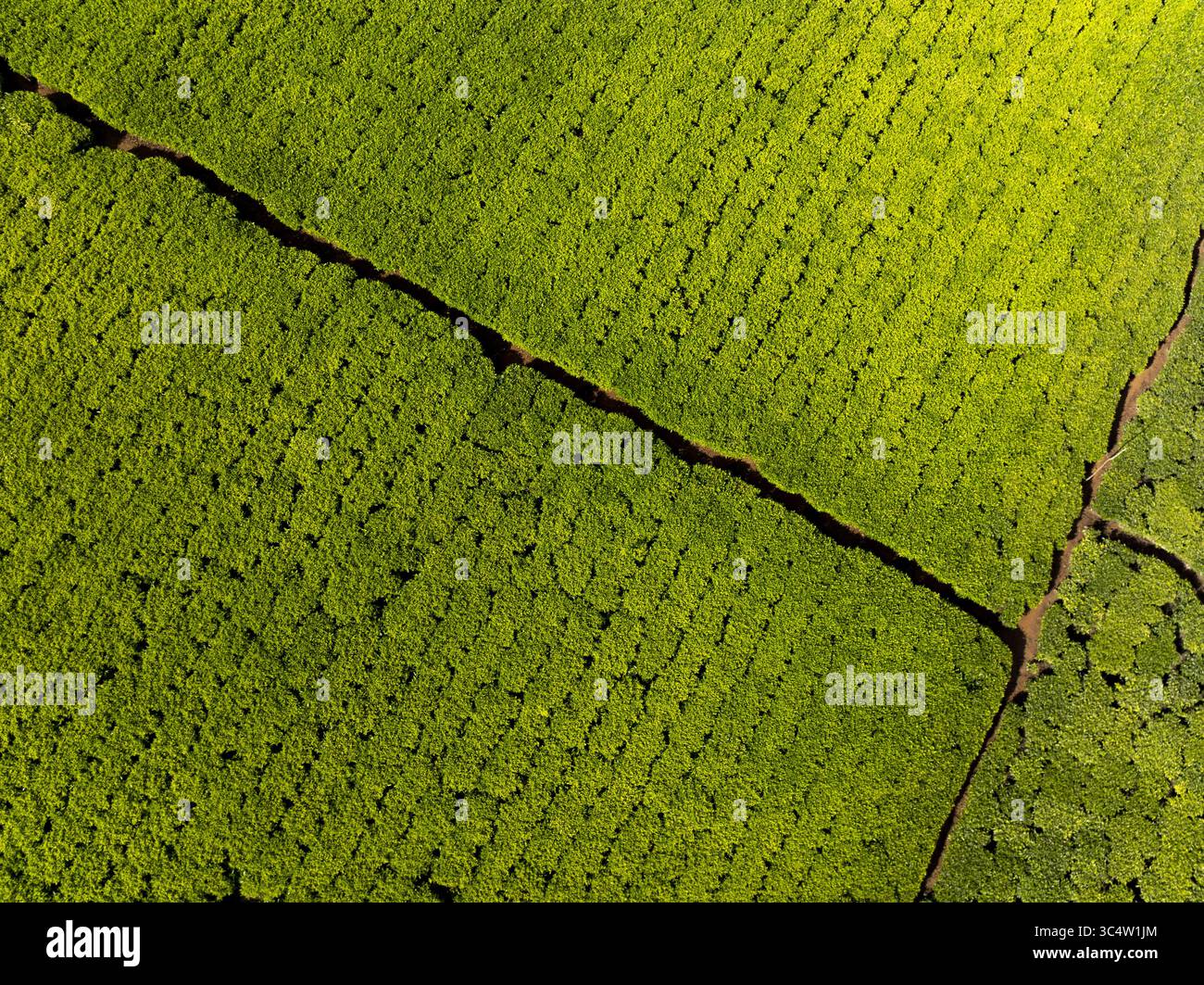 Vista aerea delle vivaci piantagioni di tè verde formano un arazzo testurizzato, tagliato in due da sentieri di terra scura, creando un contrasto sorprendente, Kericho, Kenya. Foto Stock