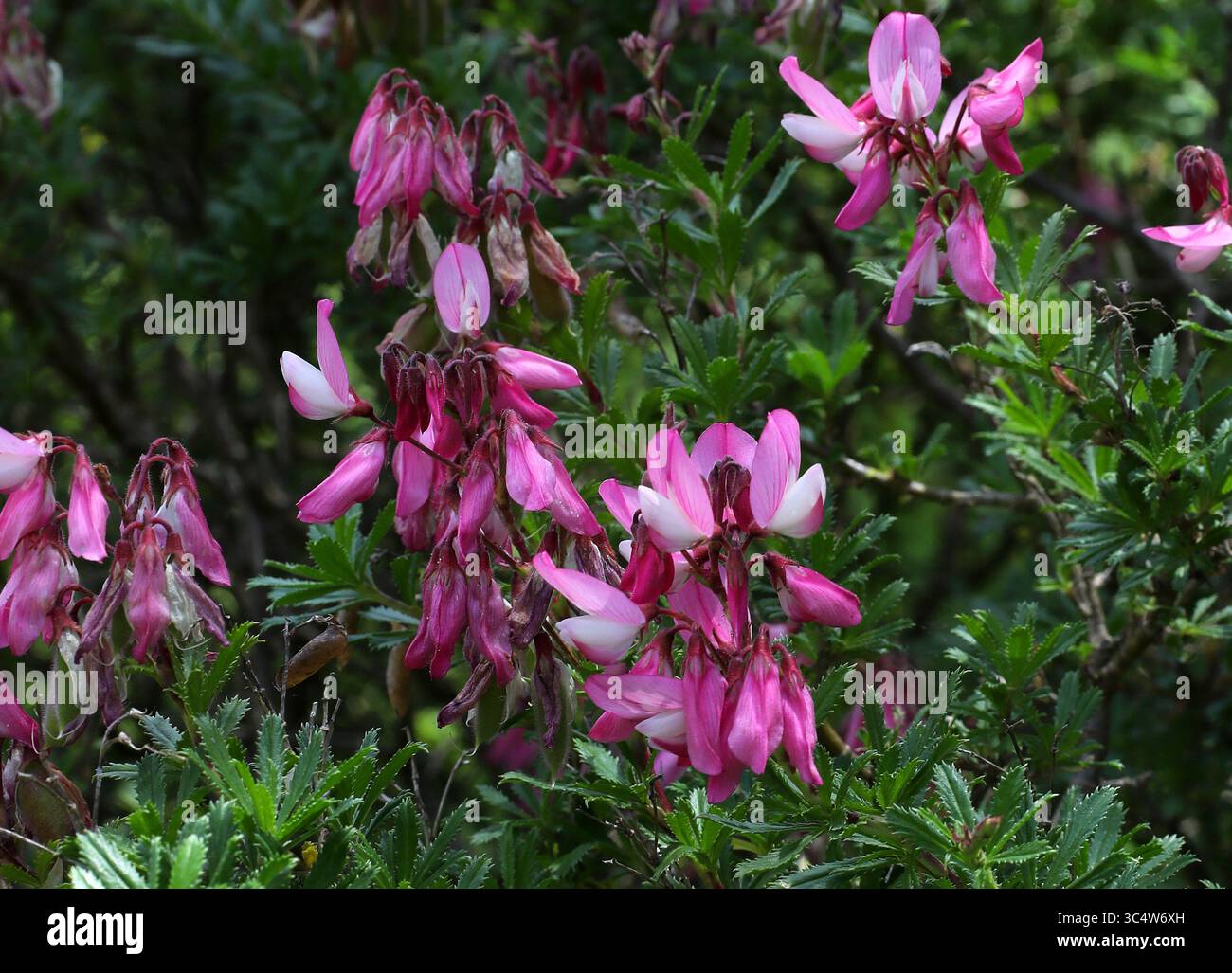 Shrubby Restharrow, Ononis fruticosa, Fabaceae. Mediterraneo. L'areale nativo di questa specie è se. Dalla Francia alla Spagna centrale ed orientale, NW. Africa. Foto Stock