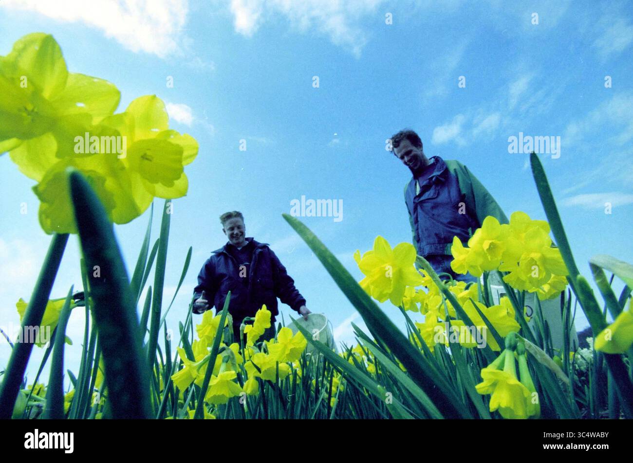 Field with Daffodils, Hillegom, 24-04-2001 Whizgle News, Dutch Desk, Paesi Bassi, 1950-2000 due persone stanno godendo un momento sereno tra i narcisi gialli vibranti, circondati da lussureggianti fogliame verde. Un cielo azzurro e limpido si estende sopra la testa, aggiungendo un senso di tranquillità e connessione con la natura. Foto Stock