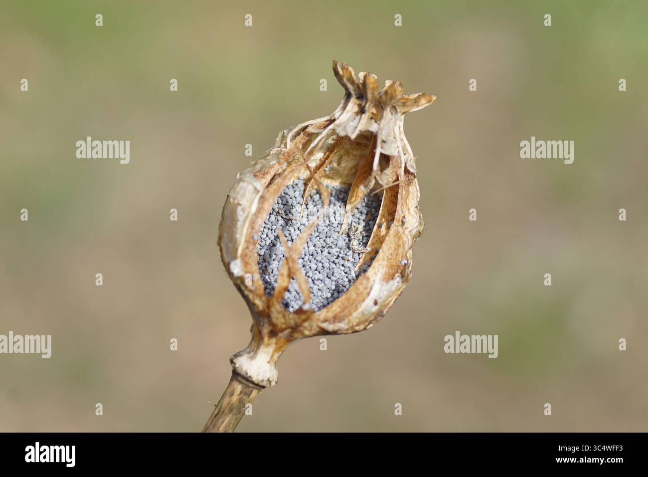 Papaver, famiglia papavero, Papaveraceae. Pod semi di papavero asciutto e semi-decaduto con il seme visibile all'interno. Estate, luglio, Paesi Bassi Foto Stock