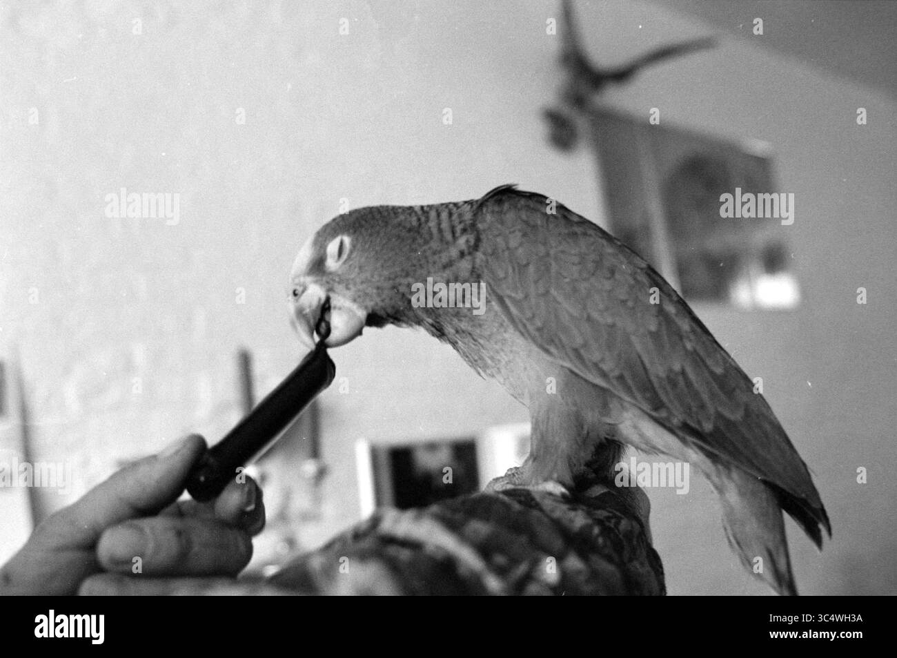 Pappagallo giovane della famiglia de Groot, 21-10-1992 Whizgle News, Dutch Desk, Paesi Bassi, 1950-2000 Un pappagallo poggia sul braccio di una persona, interagendo curiosamente con un piccolo oggetto offerto. La scena cattura un momento di connessione tra uomo e uccello. Foto Stock