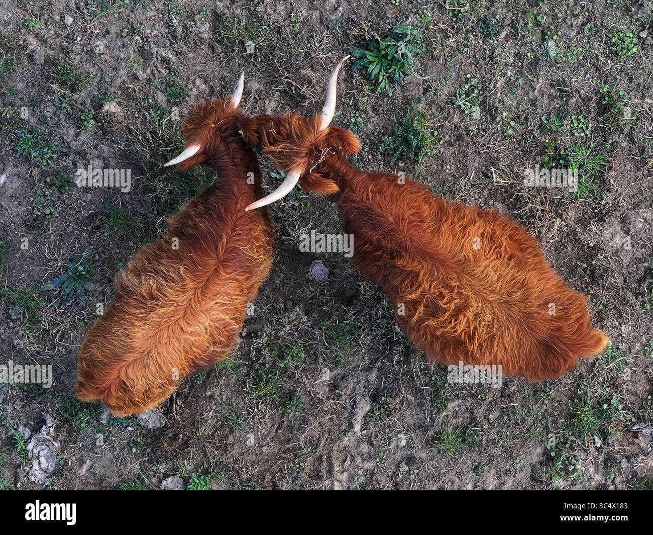 Vista aerea di due mucche delle Highland che chiudono corna in una danza di dominio sul campo erboso, Bralitz, Brandeburgo, Germania. Foto Stock