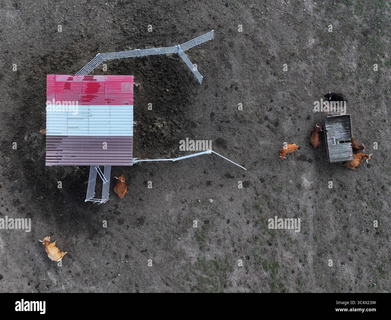 Veduta aerea di un fienile rosso e bianco che si erge aspramente contro il campo marrone tenue, con bestiame che pascolava nelle vicinanze, Bralitz, Bad Freienwalde, Brandeburgo, Germania. Foto Stock