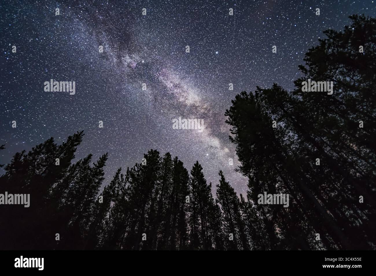 18 luglio 2018 - Alberta, Canada - la via Lattea estiva sovrasta e attraversa le stelle del Triangolo d'estate a luglio, guardando attraverso gli alberi nel Parco Nazionale di Banff sul lago Herbert. Deneb è in alto a sinistra, Vega in alto a destra e Altair in basso. La luminosa nuvola stellare di Cygnus è ovvia. Così come i vicoli bui della via Lattea, tra cui la Nebulosa a imbuto in cima, nota anche come le Gentil 3. Si tratta di una pila di sette esposizioni per gli alberi, combinate per un rumore uniforme e un'esposizione per il cielo, il tutto per 20 secondi a f/2 con l'obiettivo Laowa da 15 mm e Sony a7III a ISO 6400. (Immagine di credito: © Alan Dyer / Vwpics/ Foto Stock