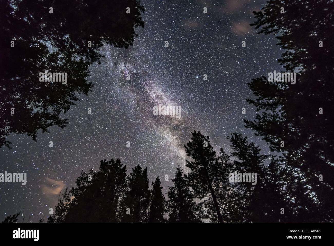 18 luglio 2018 - Alberta, Canada - la via Lattea estiva sovrasta e attraversa le stelle del Triangolo d'estate a luglio, guardando attraverso gli alberi nel Parco Nazionale di Banff sul lago Herbert. Deneb è in alto a sinistra, Vega in alto a destra e Altair in basso. La luminosa nuvola stellare di Cygnus è ovvia. Come le strade buie della via Lattea. Si tratta di una pila di cinque esposizioni per gli alberi, che combinano un rumore uniforme e un'esposizione per il cielo, il tutto per 20 secondi a f/2 con l'obiettivo Laowa da 15 mm e Sony a7III a ISO 6400. (Immagine di credito: © Alan Dyer / Vwpics/VW Pics tramite cavo ZUMA) Foto Stock