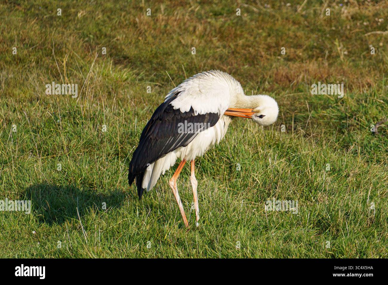 Una cicogna bianca con punte nere si erge in un campo erboso, guardando verso il basso, possibilmente in fase di preparazione, circondato da vegetazione naturale e prato secco Foto Stock