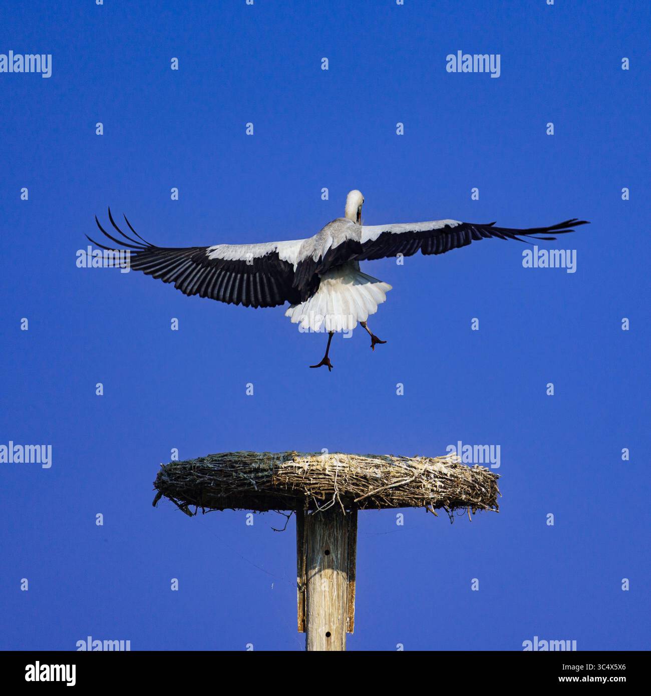 Una grande cicogna bianca con ali estese vola sopra un nido di ramoscello contro un cielo blu limpido, simboleggiando la fauna selvatica, la libertà e il comportamento naturale in aperto Foto Stock