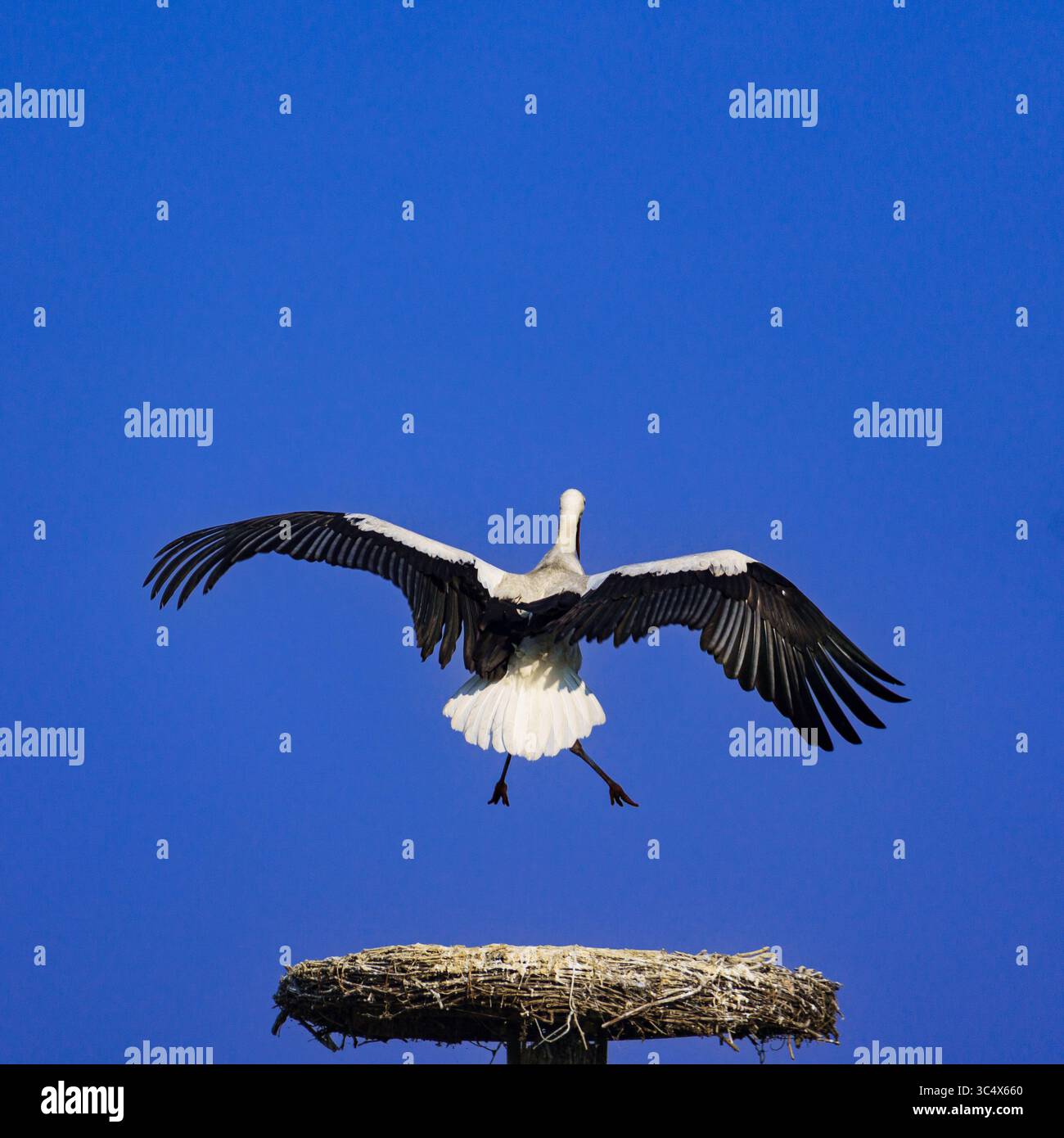 Una grande cicogna bianca con ali estese vola sopra un nido di ramoscello contro un cielo blu limpido, simboleggiando la fauna selvatica, la libertà e il comportamento naturale in aperto Foto Stock