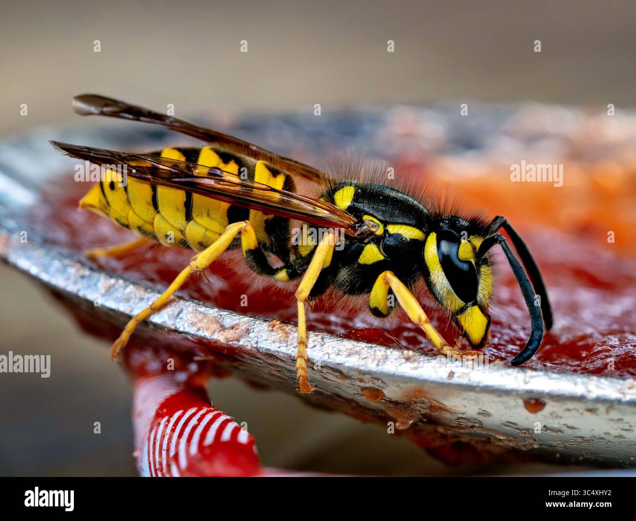 Deutsche Wespe auf einem Löffel mit Marmelade Foto Stock
