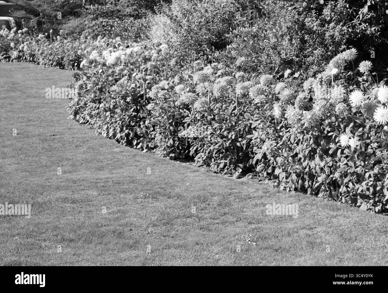 Giardino di fiori Treslong, Fiori e ragazze di fiori, 12-09-1973 Whizgle News, Dutch Desk, Paesi Bassi, 1950-2000 Un percorso curvo in giardino fiancheggiato da lussureggianti piante fiorite, che mostra una vibrante esposizione di fiori in mezzo a un prato verde ben tenuto. Foto Stock