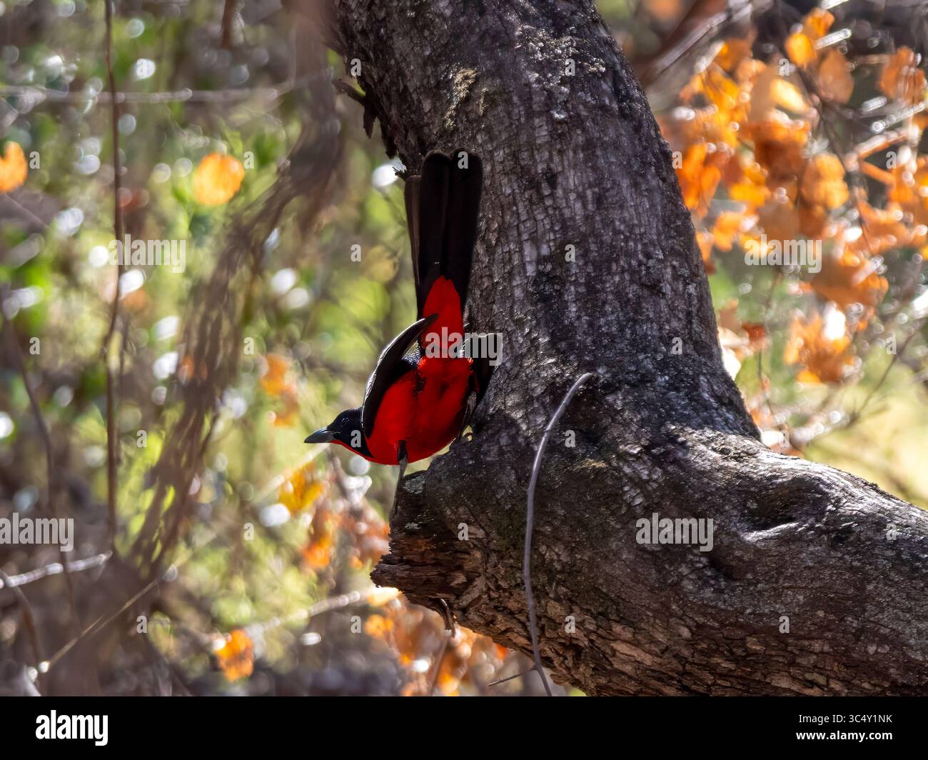 Uno shrike dalla pancia rossa (Laniarius atrococcineus) in una postura speciale seduta su un albero. Preso al Waterberg in Namibia. Foto Stock