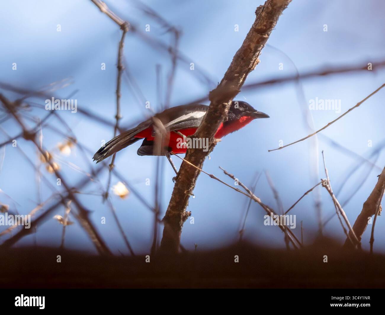 Uno shrike (Laniarius atrococcineus) dalla pancia rossa sta per decollare. Preso al Waterberg in Namibia. Foto Stock
