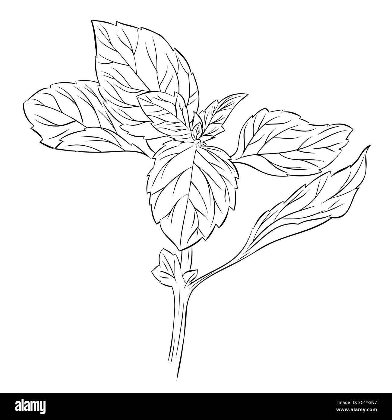 Disegno monocromatico di piante aromatiche profumate di basilico isolato su sfondo bianco. Vettore di inchiostro grafico disegnato a mano Illustrazione Vettoriale