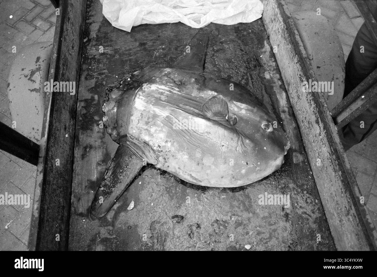 Moonfish, polizia di BLa'daal, Bloemendaal, 15-12-1990 Whizgle News, Dutch Desk, Paesi Bassi, 1950-2000 Una grande creatura marina piatta poggia su una superficie di legno, mostrando la sua forma unica e arrotondata e le caratteristiche distintive. Intorno a esso è presente un'impostazione non kempt che suggerisce una cattura o una visualizzazione recenti. Foto Stock