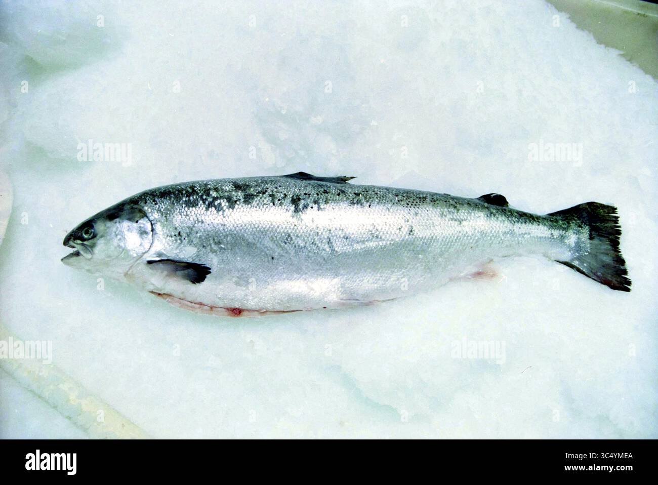 Salmon, Henk Schoorl, IJmuiden, IJmuiden, Paesi Bassi, 31-03-1999 Whizgle News, Dutch Desk, Paesi Bassi, 1950-2000 Un salmone fresco poggia su un letto di ghiaccio, mostrando la sua pelle elegante e scintillante e le sue caratteristiche distintive. Foto Stock