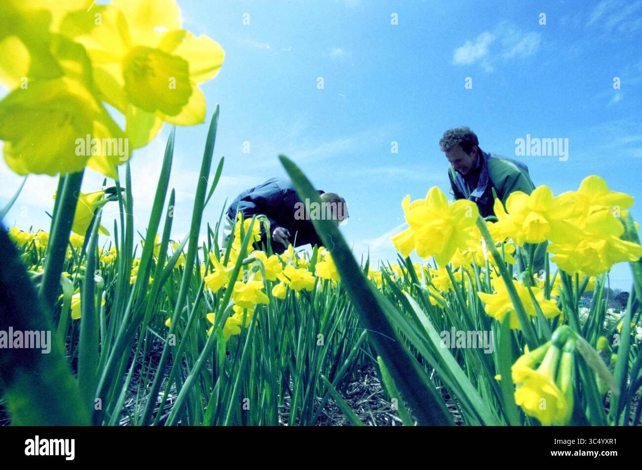 Field with Daffodils, Hillegom, 24-04-2001 Whizgle News, Dutch Desk, Paesi Bassi, 1950-2000 due individui tendono con attenzione a un campo vibrante di narcisi gialle, circondati da lussureggianti lame verdi sotto un cielo blu brillante. Foto Stock