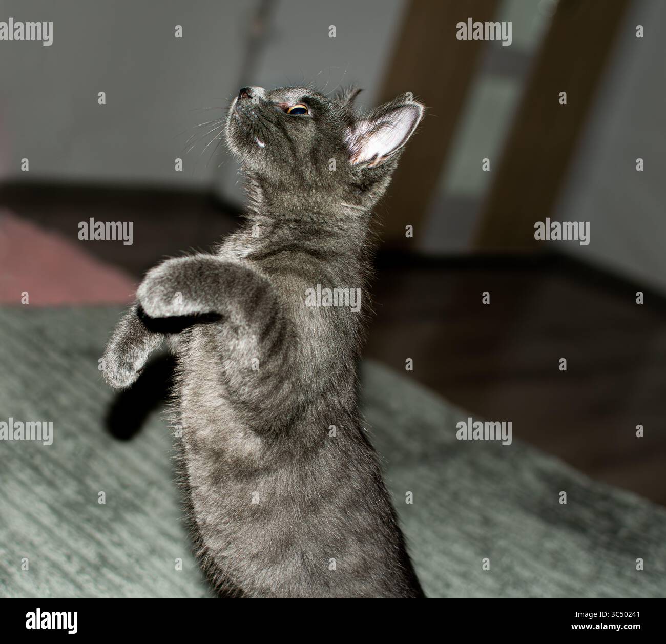 Il momento divertente di un gattino grigio scuro è stato preso in posa mentre era in piedi sulle gambe posteriori, come se imitasse un meerkat o ballasse. Foto Stock