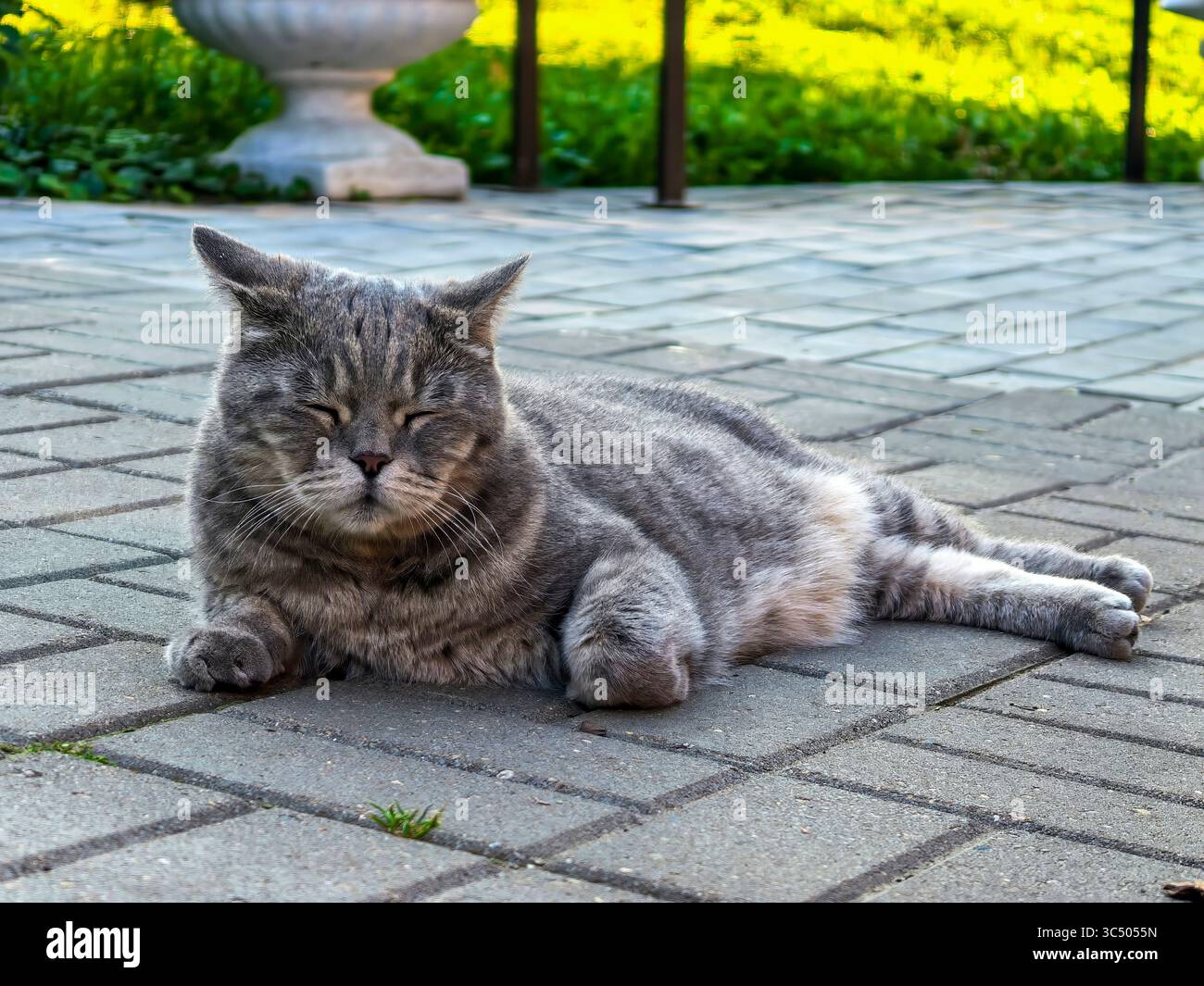 Gatto rilassato sdraiato sulla pavimentazione a occhi chiusi Foto Stock