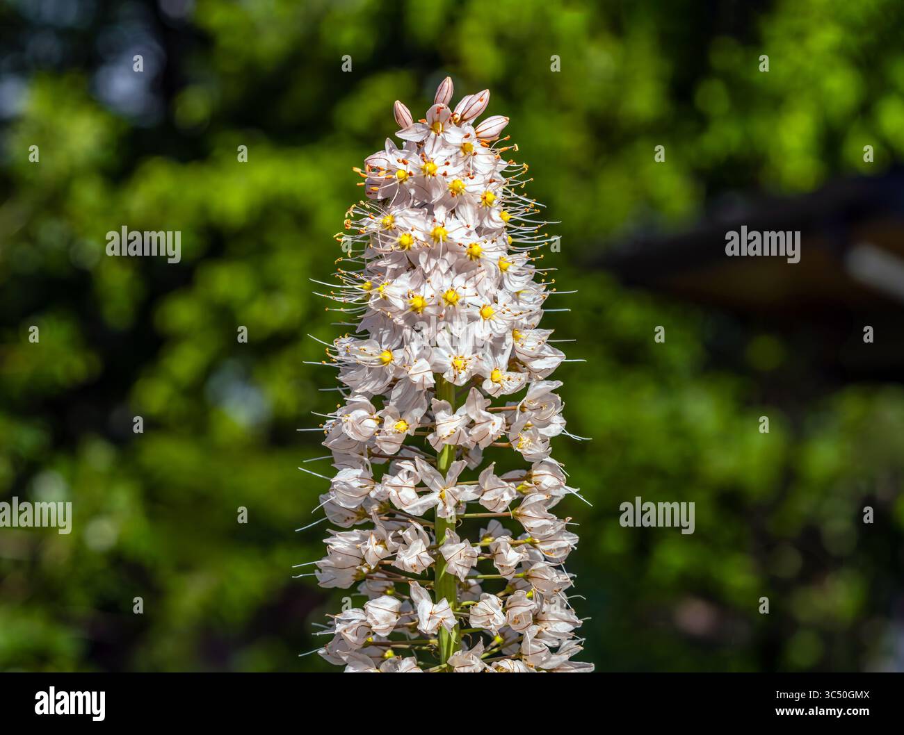 Un gambi di giglio a coda di cavallo (Eremurus) che fiorisce nel giardino con dettagli floreali ravvicinati. Foto Stock