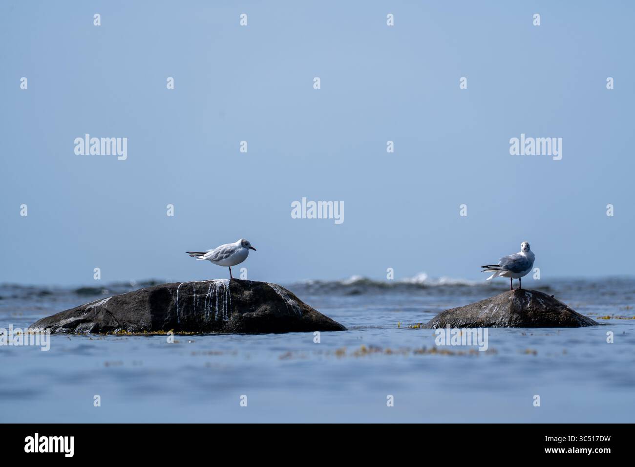Coppia di gabbiani che riposano su Sea Rocks nel Baltico Foto Stock