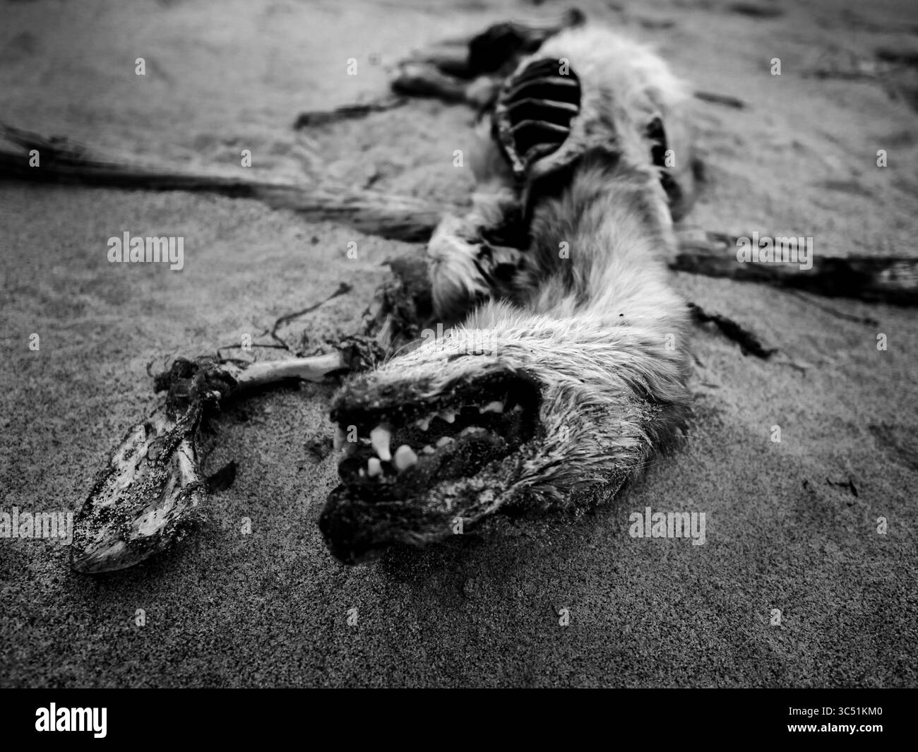 2 settembre 2019, Caleta Tortel, regione di Aysen, Cile: Le condizioni di vita sono difficili sia per gli uomini che per la natura. I resti di un cane randagio sono morti di malnutrizione. I taglialegna cileni della comunità di Caleta Tortel, nel sud della regione di Aysen, sopportano quotidianamente difficoltà di sopravvivenza, che si aggiungono a maltempo e mancanza di risorse. (Immagine di credito: © Simone Francescangeli/ZUMA Wire) Foto Stock