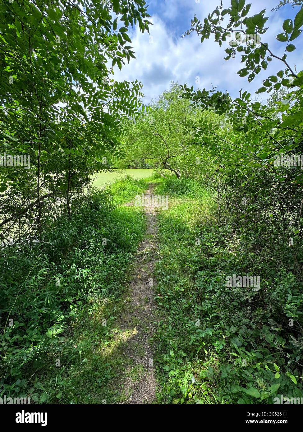 Un piccolo sentiero in un prato della foresta Foto Stock