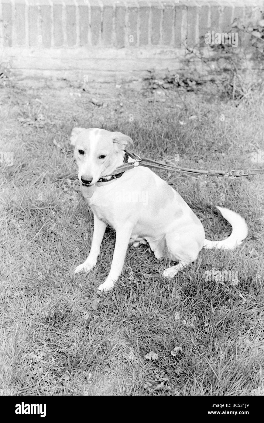 Dog, IJmuiden, 02-10-1979 Whizgle News, Dutch Desk, Paesi Bassi, 1950-2000 Un cane di colore chiaro siede sull'erba, attento e curioso, con un guinzaglio attaccato al collare. Lo sfondo presenta una semplice parete in mattoni e un po' di verde. Foto Stock