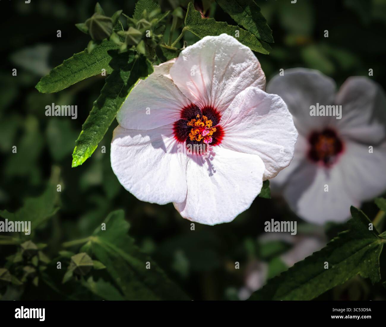 Un fiore bianco con macchie rosse è in primo piano su uno sfondo verde. Il fiore è circondato da foglie e steli verdi. Concetto di bellezza naturale Foto Stock
