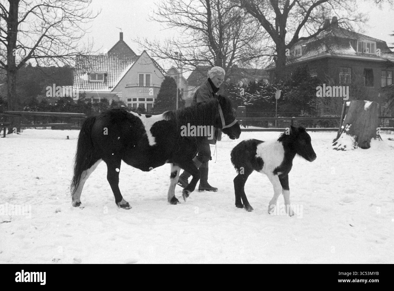 Pony con puledro nella neve, 00-02-1979 Whizgle News, Dutch Desk, Paesi Bassi, 1950-2000 una persona anziana cavalca un pony attraverso un paesaggio innevato, accompagnato da un puledro giocoso. Sullo sfondo, affascinanti case e alberi senza foglie dipingono una serena scena invernale. Foto Stock