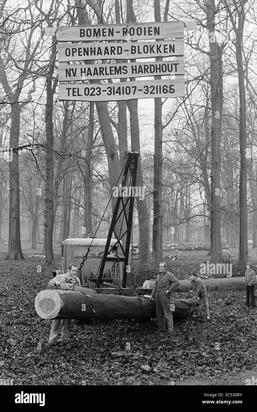 Cutting Down Trees, The Wood, Trees, 11-02-1972 Whizgle News, Dutch Desk, nei Paesi Bassi si vedono 1950-2000 lavoratori che gestiscono un grande tronco in una zona boscosa, con un cartello sopra i servizi di abbattimento degli alberi. La scena cattura lo sforzo e il lavoro di squadra coinvolti nel processo di abbattimento, circondato da un tappeto di foglie cadute. Foto Stock