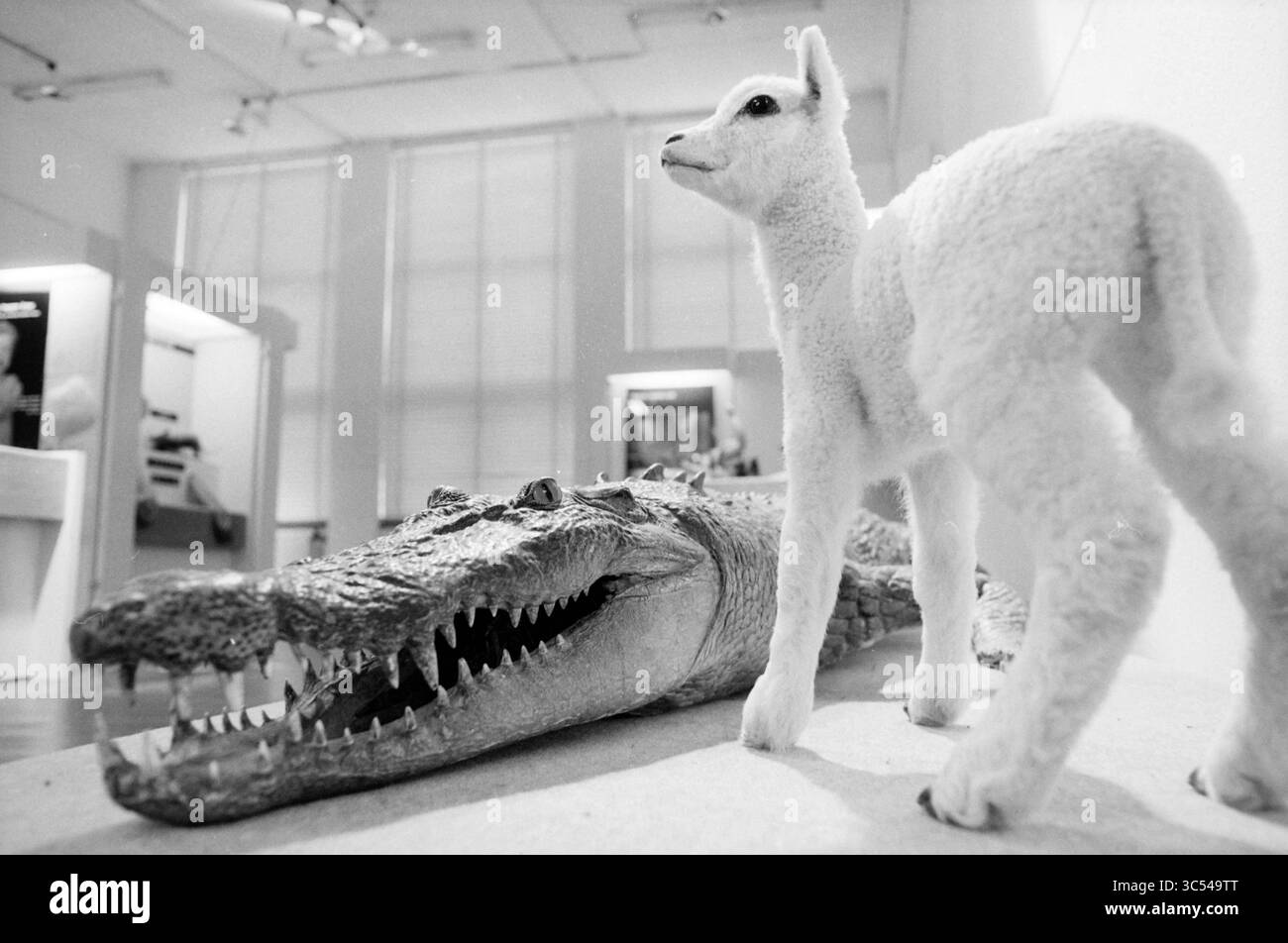 Agnello ripieno con coccodrillo, 00-00-1987 Whizgle News, Dutch Desk, Paesi Bassi, 1950-2000 Un coccodrillo tassidermio a grandezza naturale si trova accanto a un piccolo e soffice agnello finto, entrambi esposti in un ambiente museale, evidenziando il contrasto tra il feroce predatore e la preda innocente. Foto Stock