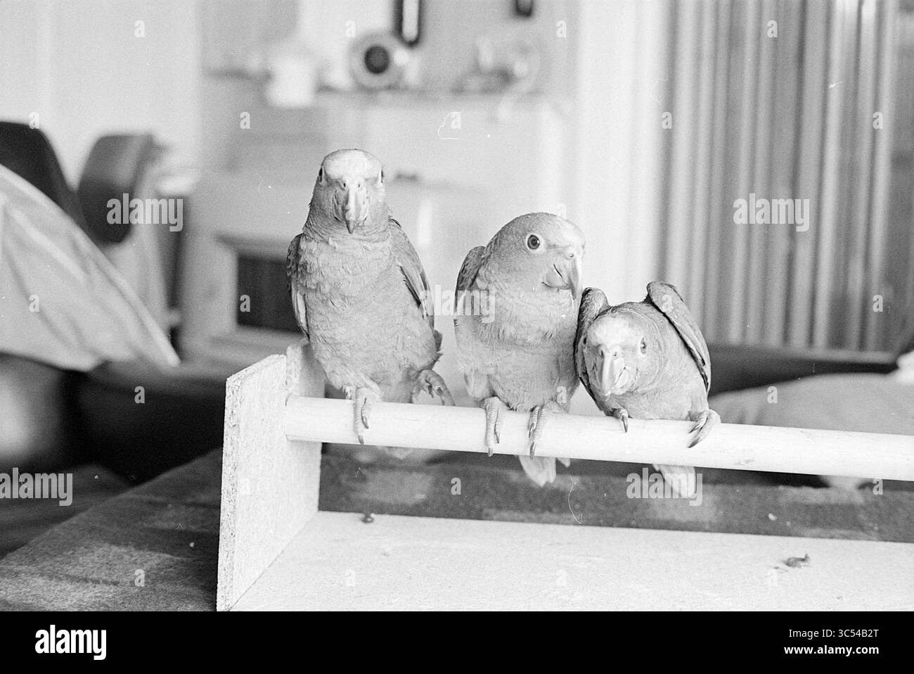 3 pulcini di pappagallo, animali, 08-07-1969 Whizgle News, Dutch Desk, Paesi Bassi, 1950-2000 tre piccoli pappagalli arroccati insieme su un bar di legno, i loro occhi curiosi e il piumaggio vibrante che riflette la loro vivace personalità, adagiati su uno sfondo leggermente sfocato di un intimo spazio interno. Foto Stock