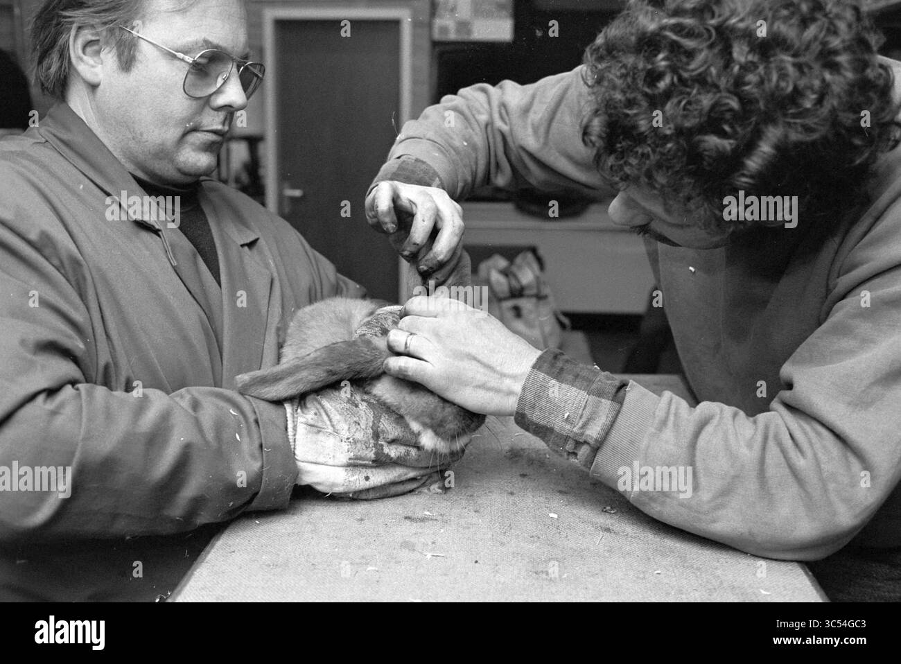 Ispezione conigli, SP'Dam, Spaarndam, 05-04-1993 Whizgle News, Dutch Desk, i Paesi Bassi, 1950-2000 due persone in camici da laboratorio esaminano attentamente e maneggiano un coniglio su un tavolo. Uno è focalizzato sulla testa dell'animale, mentre l'altro lo tiene fermo, mostrando il loro approccio attento e professionale al compito da svolgere. Foto Stock