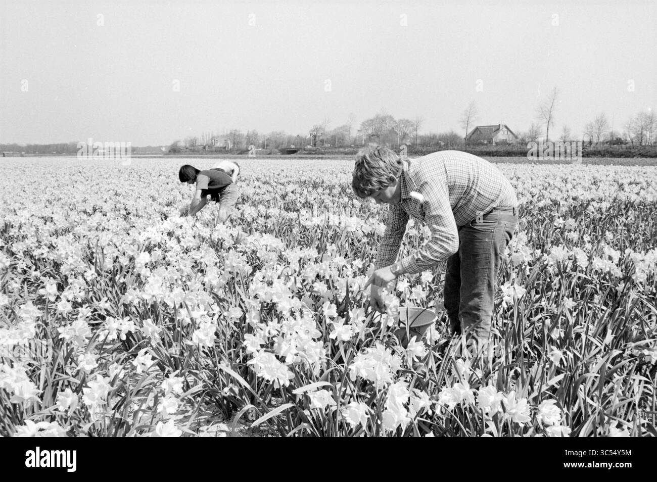 Teste di fiori, fiori e ragazze di fiori, 25-04-1984 Whizgle News, Dutch Desk, Paesi Bassi, 1950-2000 due persone raccolgono diligentemente fiori in un vasto campo pieno di fiori, circondato da vegetazione e alberi lontani. La scena cattura il lavoro e la bellezza della natura in un ambiente agricolo sereno. Foto Stock