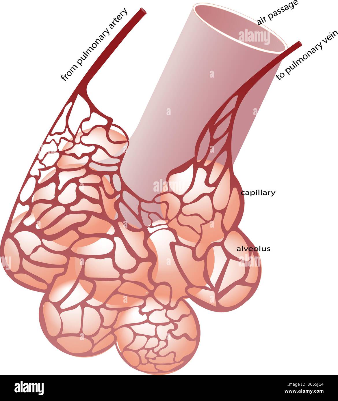 Diagramma che mostra la relazione dei vasi sanguigni con gli alveoli Illustrazione Vettoriale