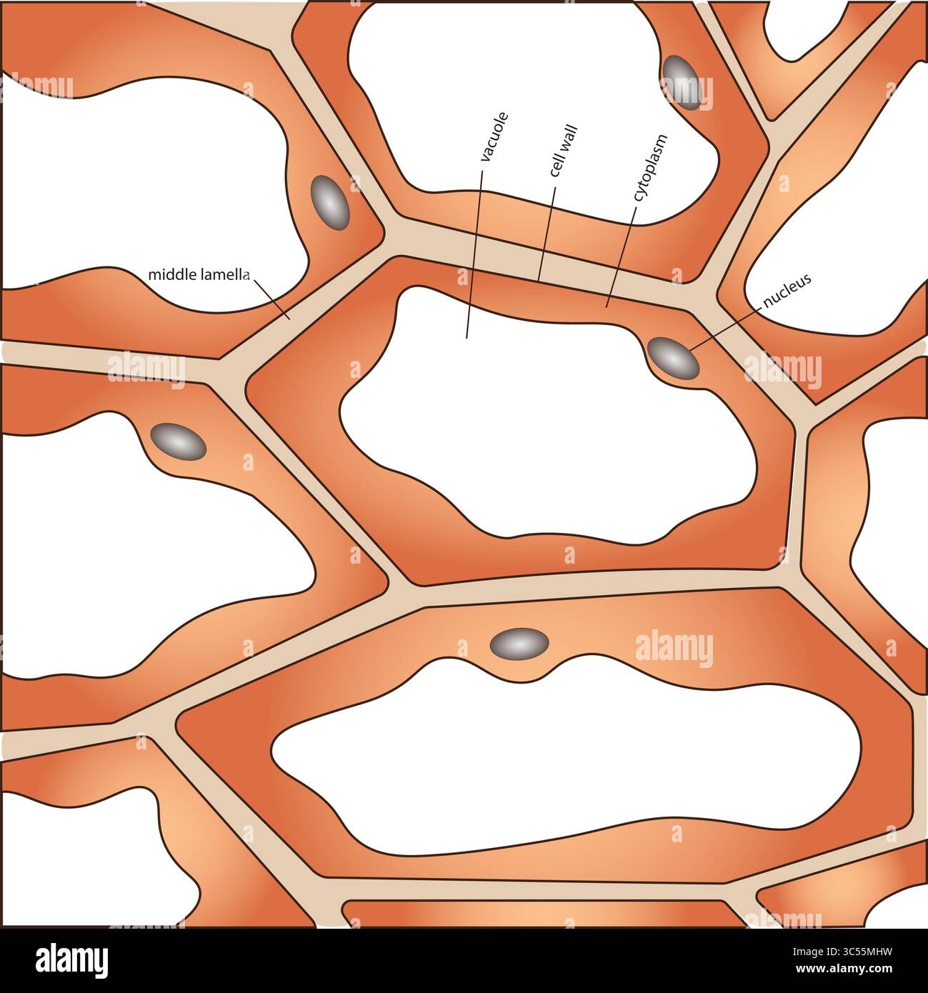 Gruppo di celle che mostra le strutture delle celle Illustrazione Vettoriale